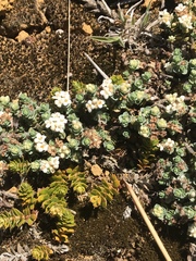 Pimelea carnosa