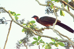 Penelope ochrogaster