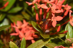 Trigona fulviventris