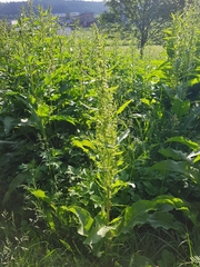 Rumex