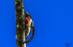 Melanerpes portoricensis