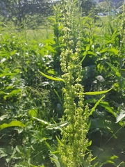Rumex