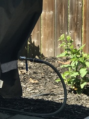 Haemorhous purpureus