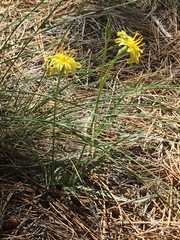 Agoseris parviflora