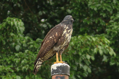 Buteogallus anthracinus