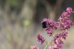 Bombus terrestris canariensis