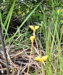 Utricularia intermedia