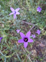 Campanula matritensis