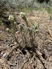 Castilleja nana