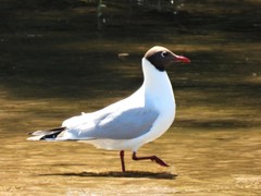 Chroicocephalus ridibundus