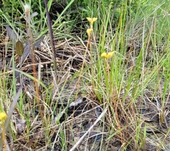 Utricularia intermedia