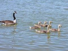 Branta canadensis