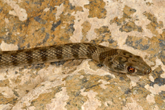 Platyceps rhodorachis