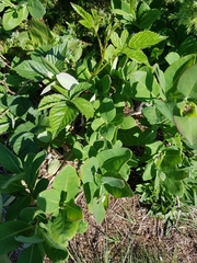 Lonicera caprifolium