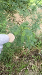 Vachellia campechiana