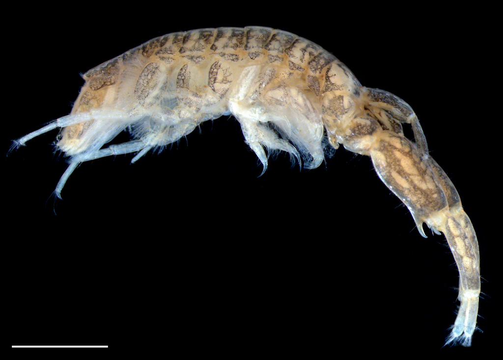 Apocorophium louisianum