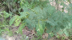 Vachellia campechiana