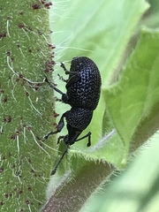 Otiorhynchus pinastri