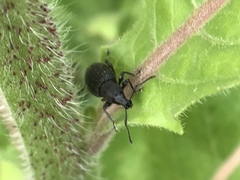 Otiorhynchus pinastri