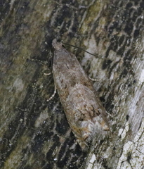 Epinotia solicitana
