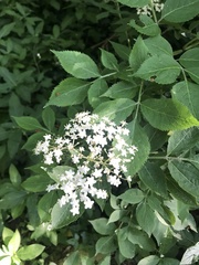 Sambucus nigra