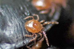 Berzercon ferdinandi