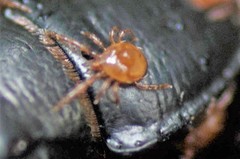 Berzercon ferdinandi