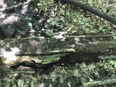 Pezizellaceae