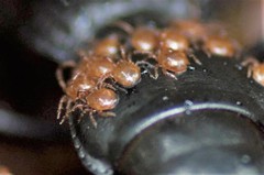 Berzercon ferdinandi