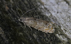 Epinotia solicitana