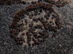 Orthotrichum kellmanii