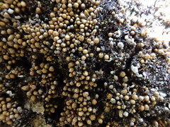 Gemmabryum brassicoides