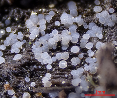 Pezizellaceae