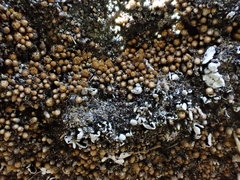 Gemmabryum brassicoides