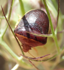 Ventocoris rusticus