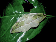 Hypochrosis hyadaria