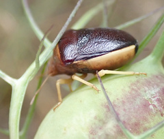 Ventocoris rusticus