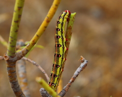 Hyles tithymali tithymali