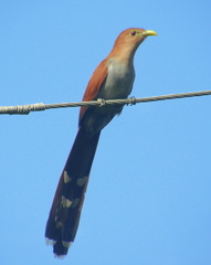 Piaya cayana