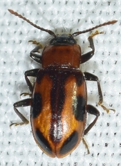 Ancylopus melanocephalus