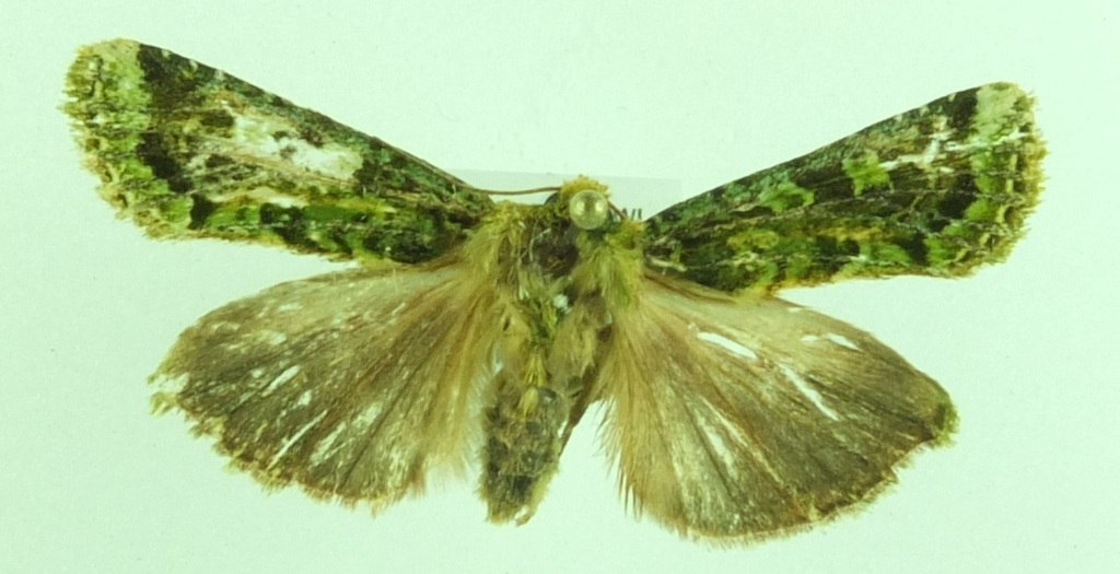 Mahoe-stripper moth from Kai Iwi, New Zealand on November 24, 2017 at ...