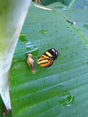 Hypothyris ninonia daeta