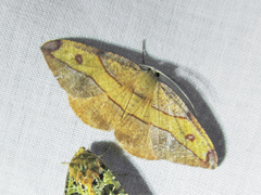 Hypochrosis hyadaria