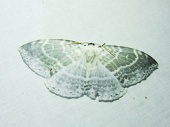 Cyclidiinae