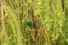 Acrosternum rubescens