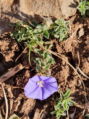 Convolvulus sabatius subsp. mauritanicus image