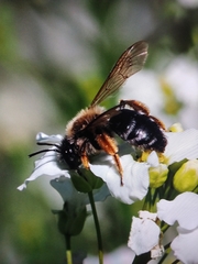 Andrena tibialis