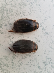 Dytiscus marginalis