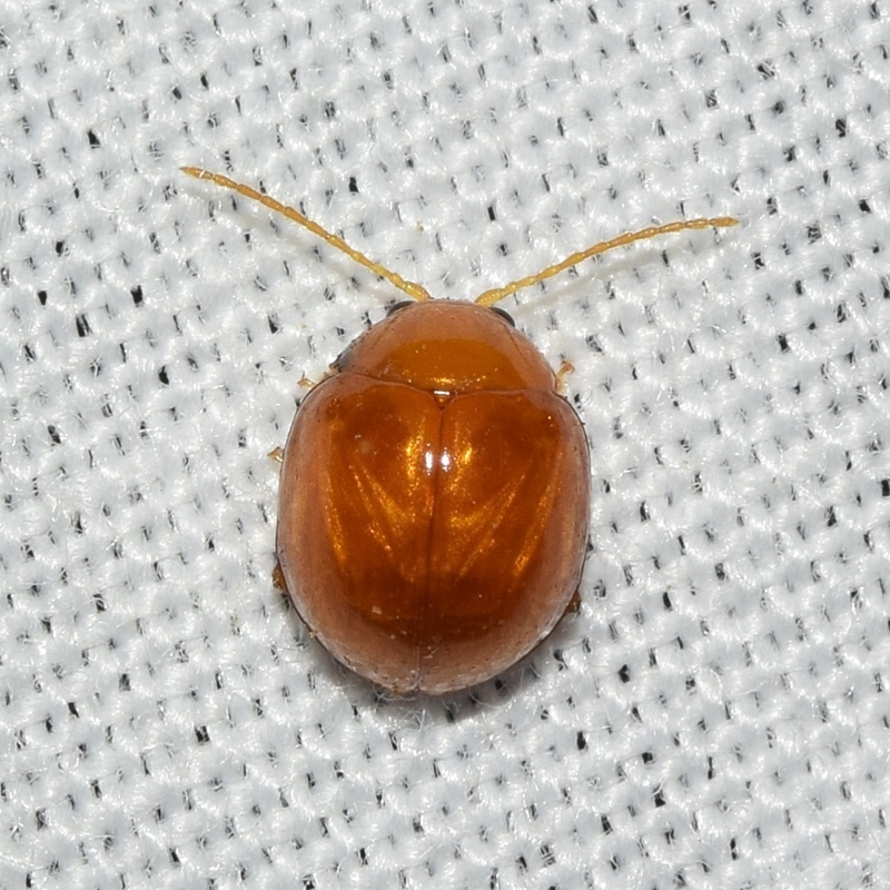 Argopus brevis