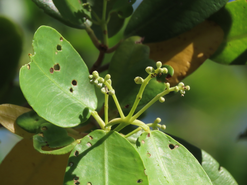 White Mangrove from Matanzas Pass Preserve, Fort Myers Beach, FL 33931 ...